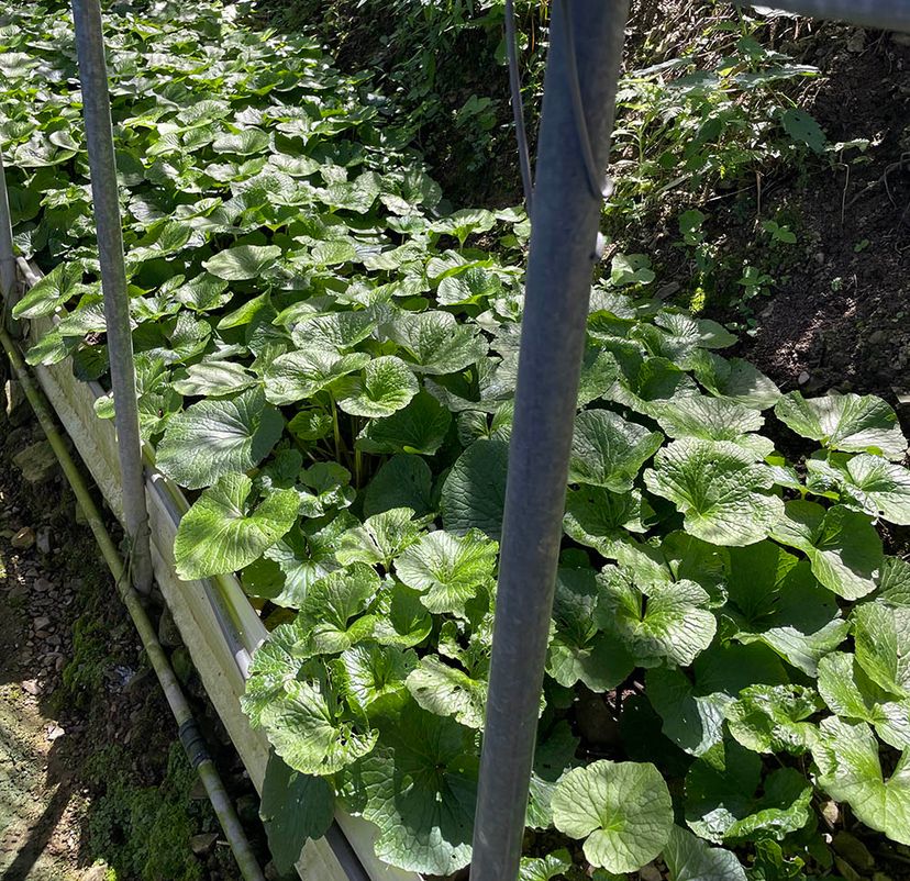 planting_place01.jpg